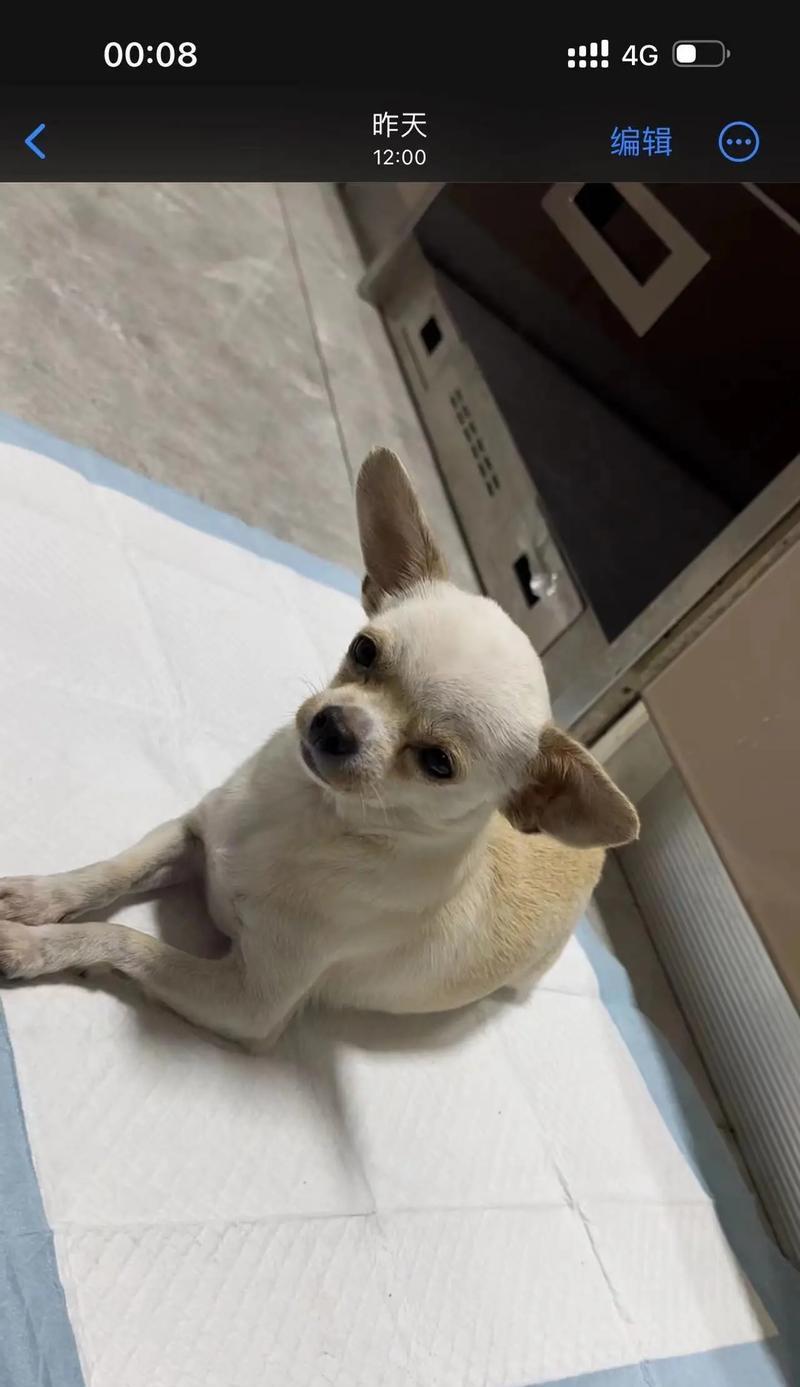 齐娃娃狗（探索这种独特的品种，解读齐娃娃狗的特点、习性和护理要点）(图2)