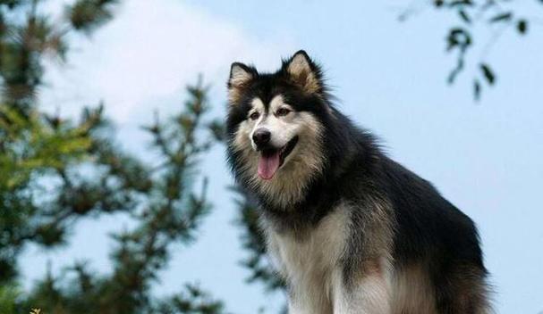 选择适合忧郁人士的狗品种（陪伴与宽慰，拥抱阳光的伙伴）