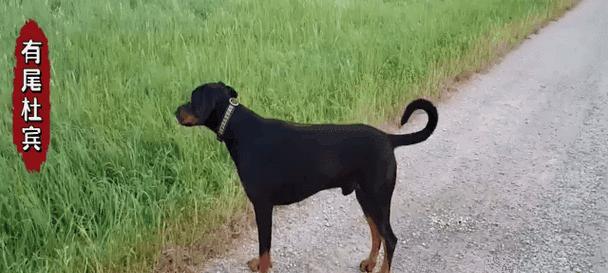 泰迪小狗断尾巴的原因及影响（探究泰迪小狗断尾巴的必要性和争议性）(图2)