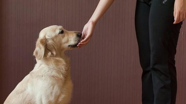 训狗最佳时机探讨（如何选择适合训狗的时间段）(图1)