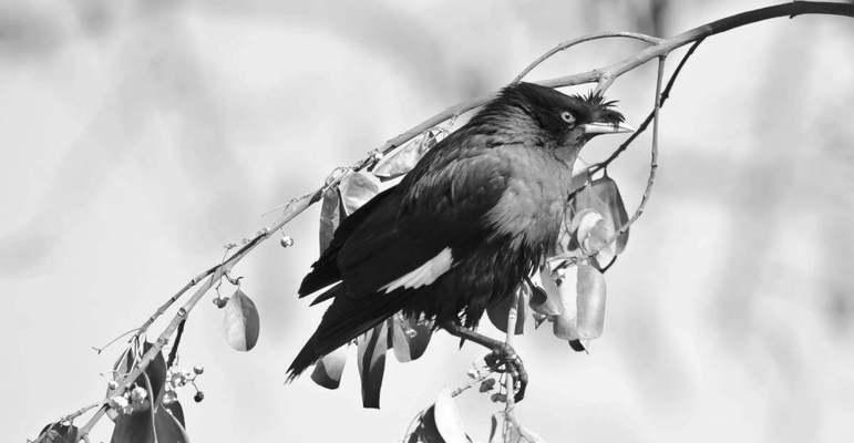 古代八哥的象征意义与传承（探寻八哥文化的深层意蕴）(图1)