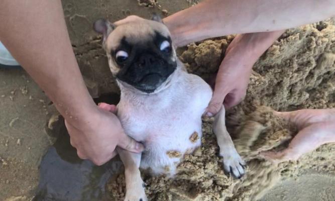 训狗最佳时机探讨（如何选择适合训狗的时间段）(图2)