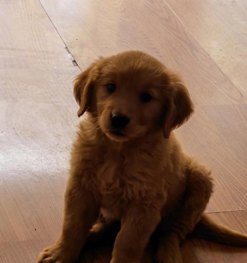 我的金毛宝贝——2个月大的金毛犬（天真活泼的小可爱，陪伴我度过美好时光）(图2)