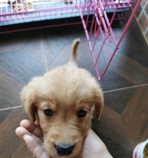 我的金毛宝贝——2个月大的金毛犬（天真活