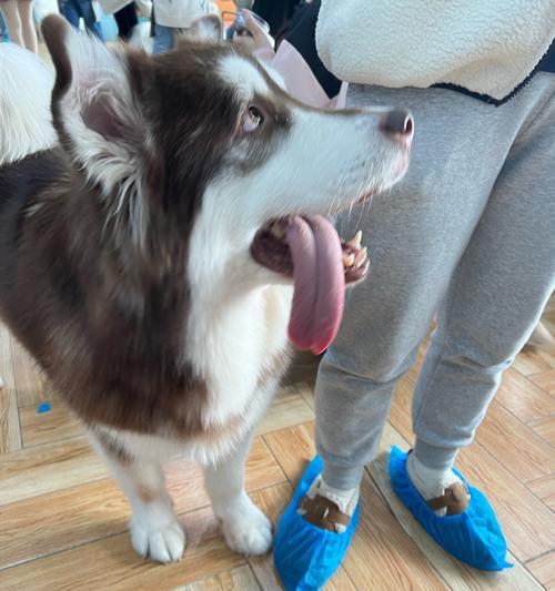 狗狗为什么会伸舌头喘？（探究狗狗伸舌头喘的原因及其重要性）(图2)