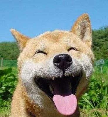 狗狗为什么会伸舌头喘？（探究狗狗伸舌头喘