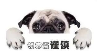 领养狗狗注意事项与问题解答全攻略