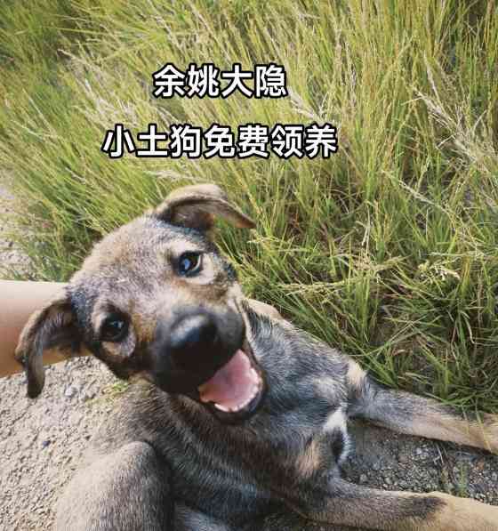 领养狗狗注意事项与问题解答全攻略(图2) 领养狗狗注意事项与问题解答全攻略(图2)