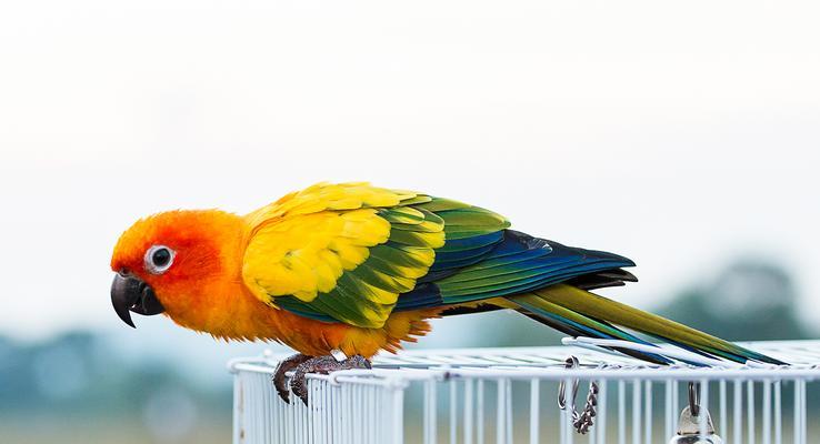 鹦鹉鱼苗科学饲养方法|健康成长全攻略(图2) 鹦鹉鱼苗科学饲养方法|健康成长全攻略(图2)