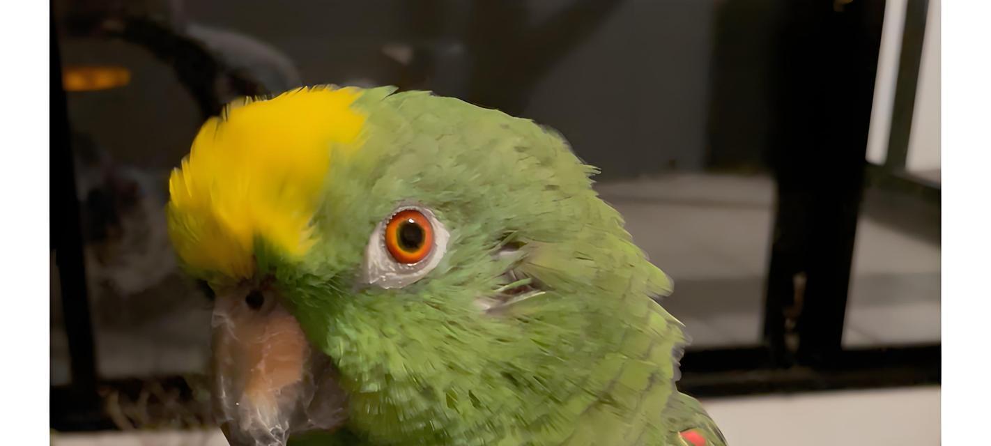 鹦鹉鱼苗科学饲养方法|健康成长全攻略(图3) 鹦鹉鱼苗科学饲养方法|健康成长全攻略(图3)