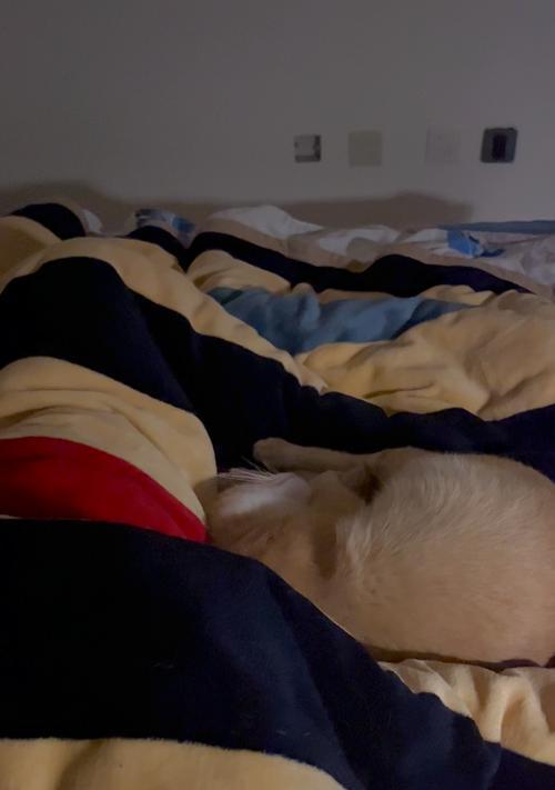 猫打呼噜的科学解析|原因与意义全攻略(图2) 猫打呼噜的科学解析|原因与意义全攻略(图2)