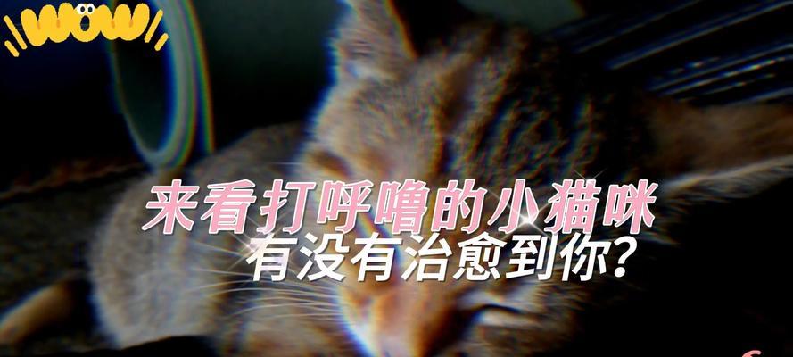 猫打呼噜的科学解析|原因与意义全攻略(图3) 猫打呼噜的科学解析|原因与意义全攻略(图3)