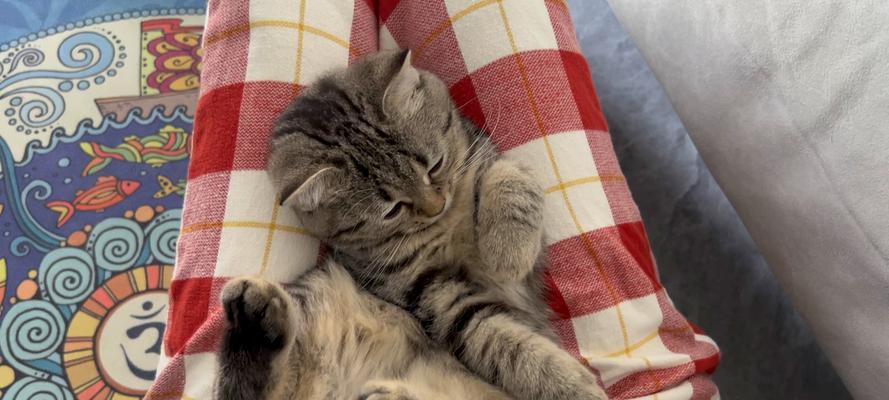 猫打呼噜的科学解析｜原因与意义全攻略