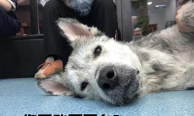 领养狗狗注意事项与问题解答全攻略(图3) 领养狗狗注意事项与问题解答全攻略(图3)