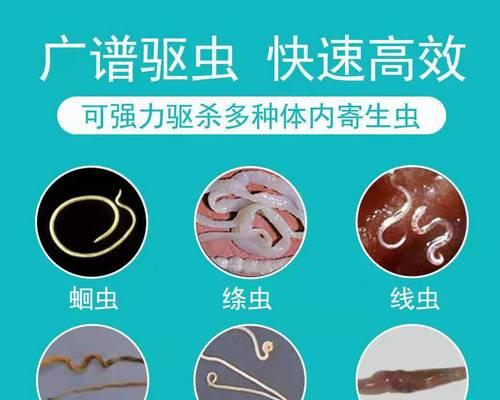 金毛幼犬驱虫指南｜科学用药保障健康成长