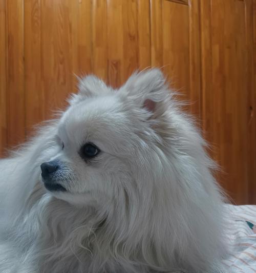 狗狗被咬后呕吐原因及处理方法｜实用指南(图2)