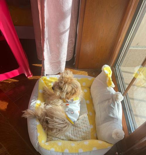 狗狗被咬后呕吐原因及处理方法｜实用指南(图3)