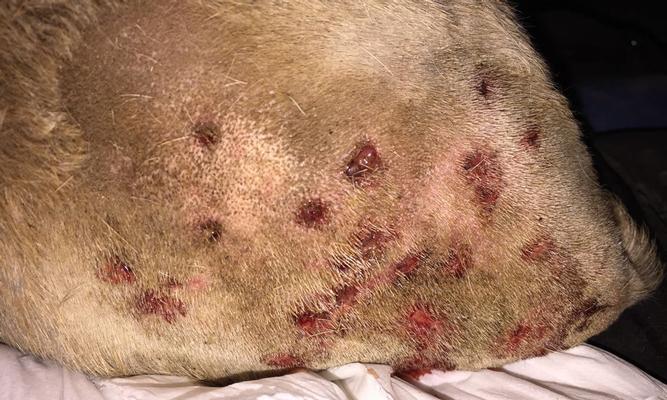 狗狗被咬后呕吐原因及处理方法｜实用指南(图1)