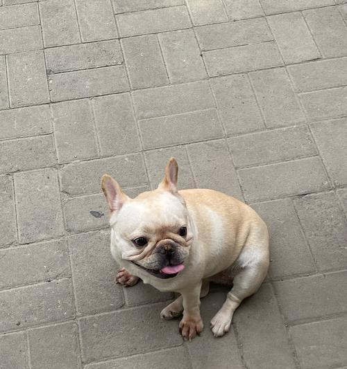 狗狗吐了吃什么?呕吐成因与应对方法全解析(图3) 狗狗吐了吃什么?呕吐成因与应对方法全解析(图3)