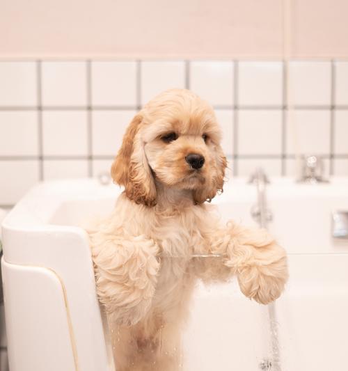 狗狗吐了吃什么?呕吐成因与应对方法全解析(图1) 狗狗吐了吃什么?呕吐成因与应对方法全解析(图1)