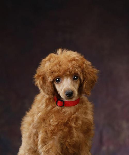 棕色宠物狗品种大全及特点解析｜养狗指南