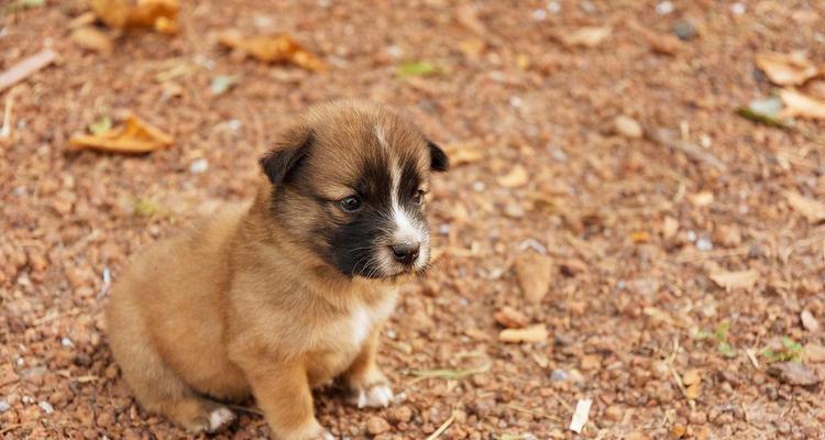 棕色宠物狗品种大全及特点解析｜养狗指南(图2)