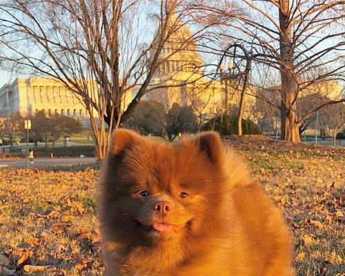 棕色宠物狗品种大全及特点解析｜养狗指南(图3)