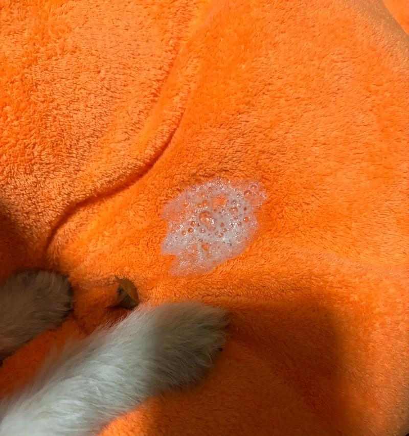 狗狗吐了吃什么?呕吐成因与应对方法全解析(图2) 狗狗吐了吃什么?呕吐成因与应对方法全解析(图2)