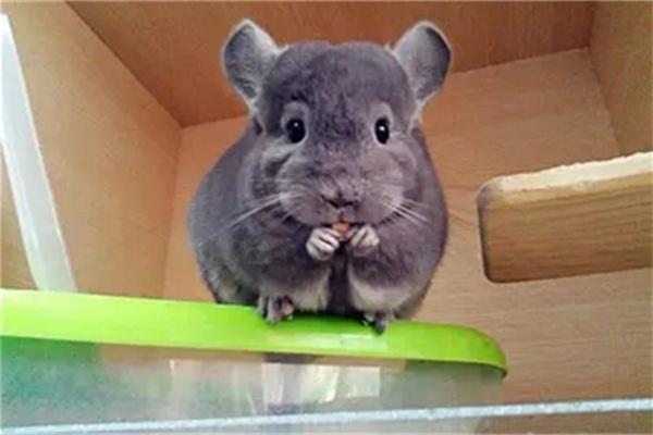 如何区分龙猫年龄｜新手养宠实用指南