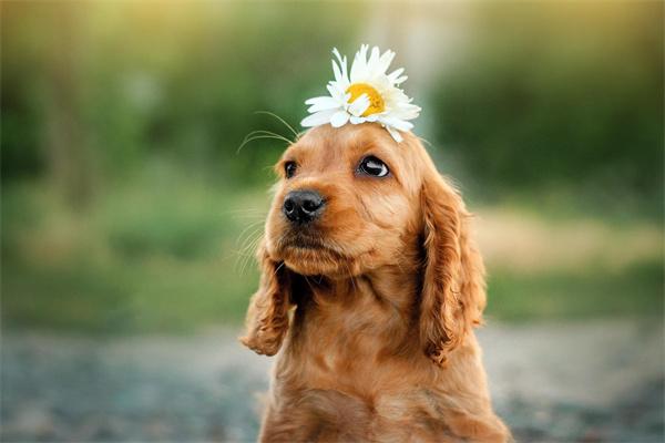 狗狗为什么不能吃海鲜? 狗狗不能吃海鲜的原因解析|科学喂养指南(图1)