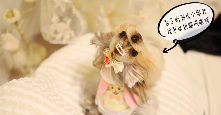 约克夏犬饲养要点｜实用指南全攻略(图2)