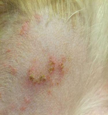 金毛犬皮肤病防治全攻略｜科学护理与治疗新方法(图1)