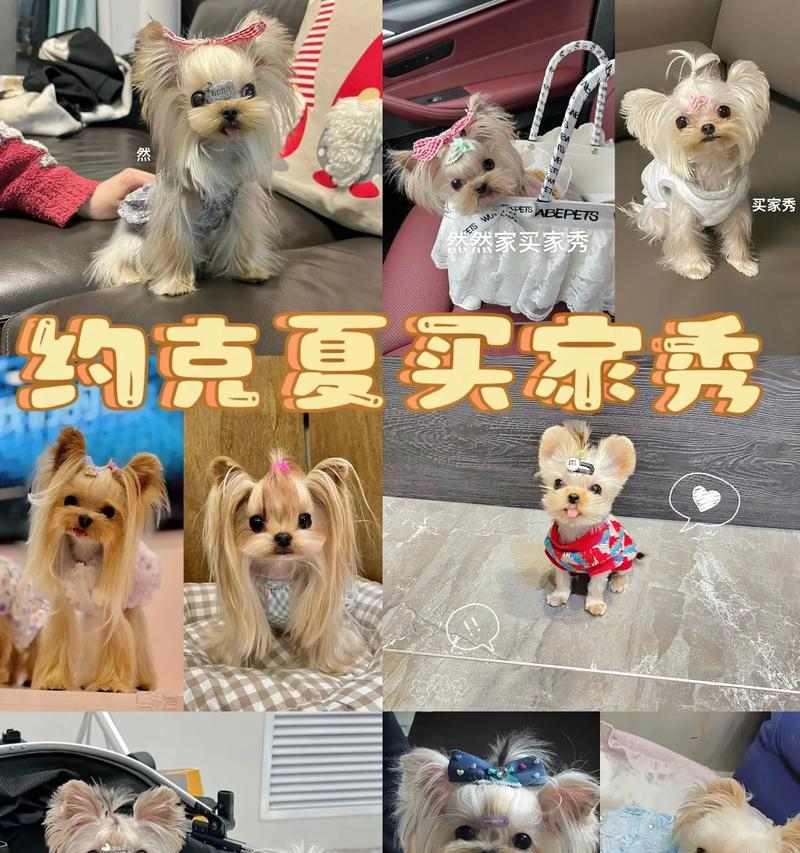约克夏犬饲养要点｜实用指南全攻略(图3)