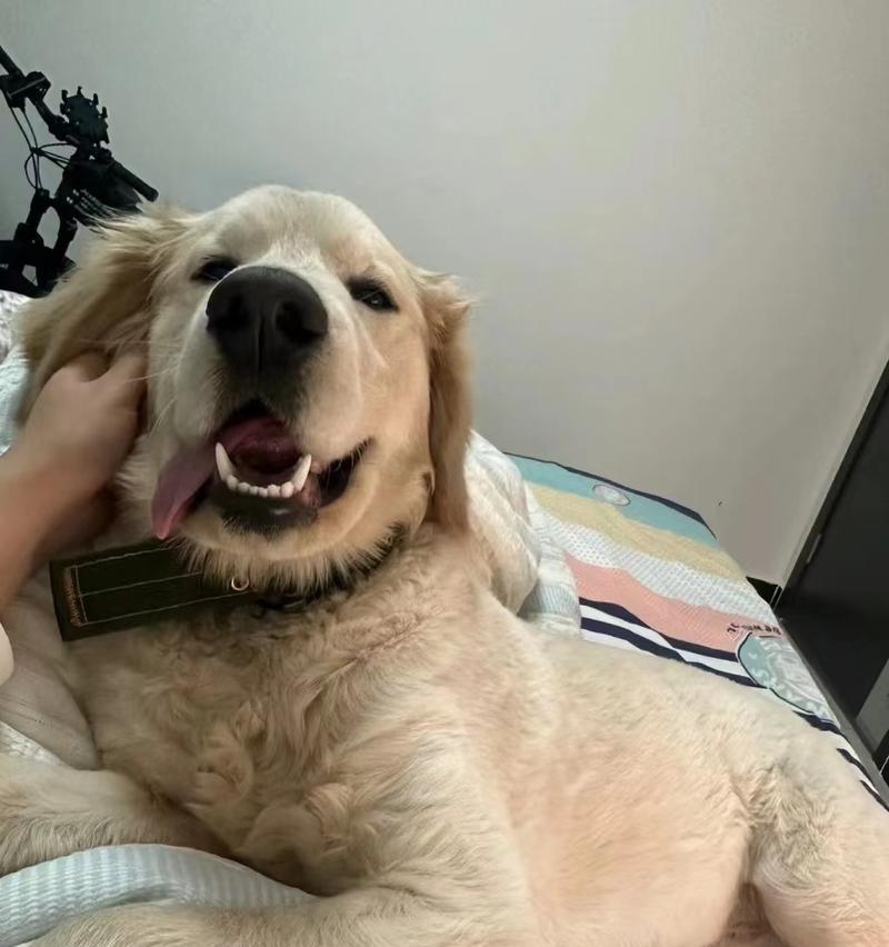 金毛犬皮肤病防治全攻略｜科学护理与治疗新方法(图3)