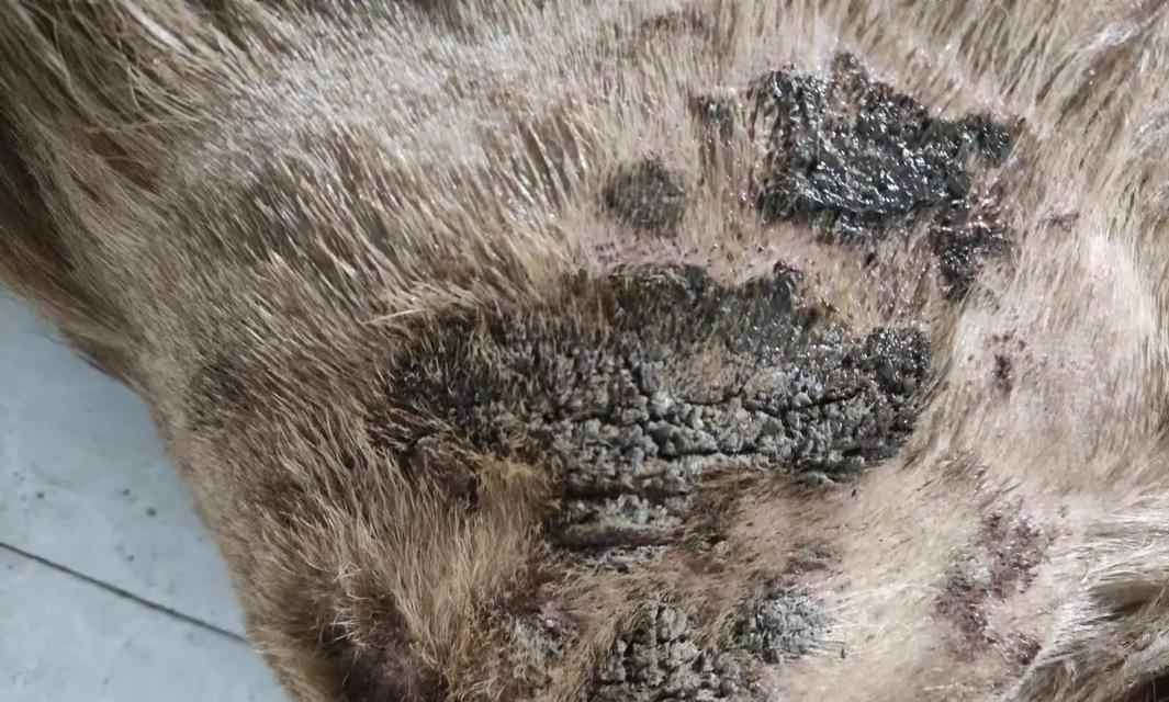 金毛犬皮肤病防治全攻略｜科学护理与治疗新方法(图2)