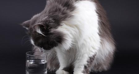 波斯猫怀孕饮食指南｜科学喂养全攻略(图2)