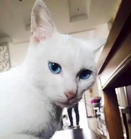 波斯猫怀孕饮食指南｜科学喂养全攻略(图3)