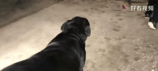 狗只为何多生公犬？科学解析与原因探究(图1)