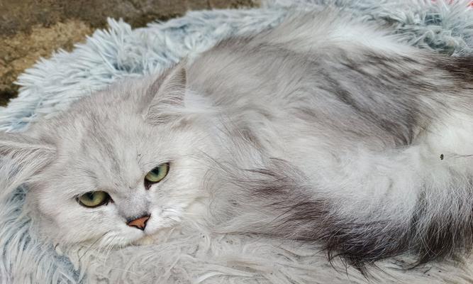 猫咪摁被子行为解析｜科学揭秘与趣味互动指南(图1)