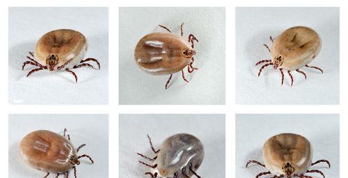 狗身上寄生虫危害与预防全攻略(图2)