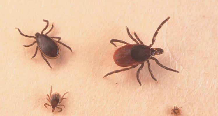 狗身上寄生虫危害与预防全攻略(图3)