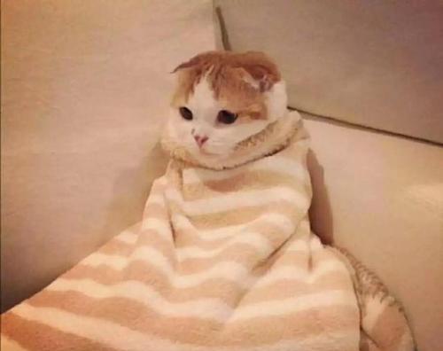 猫咪摁被子行为解析｜科学揭秘与趣味互动指南(图3)