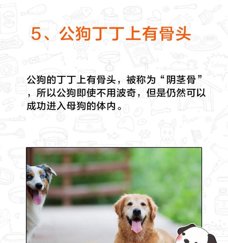 狗只为何多生公犬？科学解析与原因探究(图3)