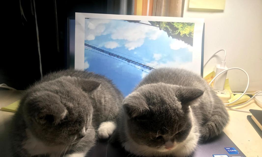 猫咪摁被子行为解析｜科学揭秘与趣味互动指南(图2)