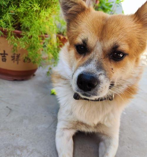 小狗外貌特征解析|宠物魅力与人类情感连接全攻略(图2) 小狗外貌特征解析|宠物魅力与人类情感连接全攻略(图2)