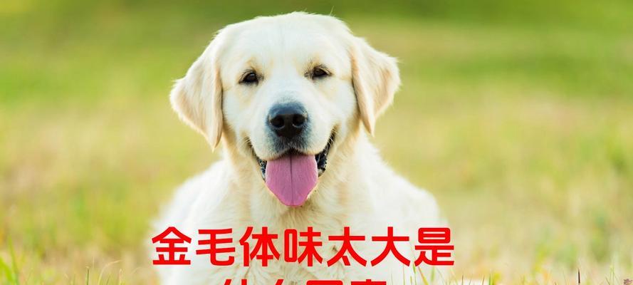 家狗体臭原因大揭秘｜科学护理全攻略(图2)