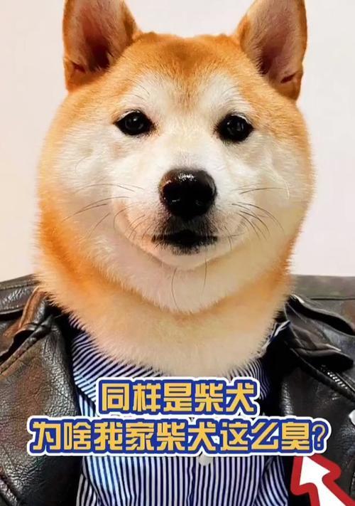 家狗体臭原因大揭秘｜科学护理全攻略(图3)