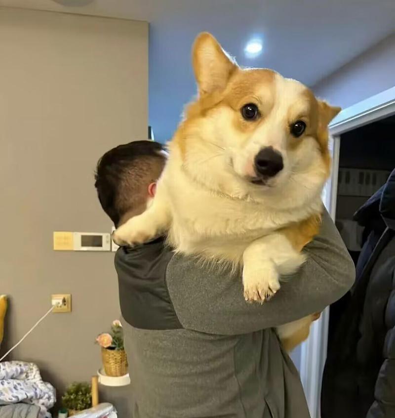 小狗外貌特征解析｜宠物魅力与人类情感连接全攻略