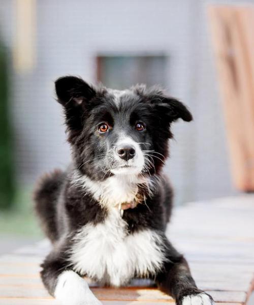 导盲犬全攻略｜品种、训练与责任详解(图1)