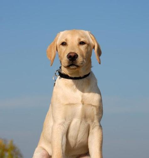 导盲犬全攻略｜品种、训练与责任详解(图2)